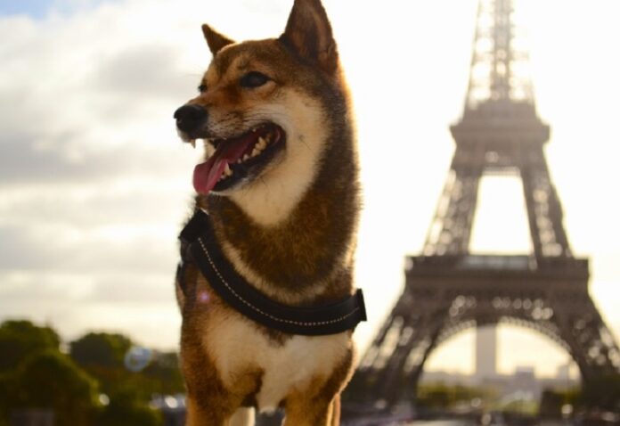 Shiba Inu Paris