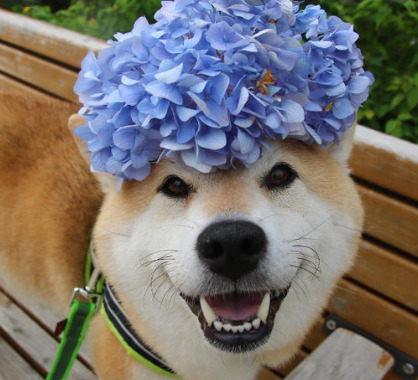 Что лучше, выгоднее и перспективнее: Shiba Inu (+78 000 000 % в год) или Koinos (+ 535% в месяц)