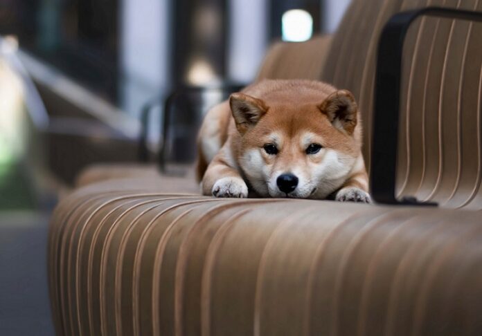 Shiba Inu