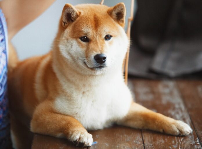 Shiba Inu